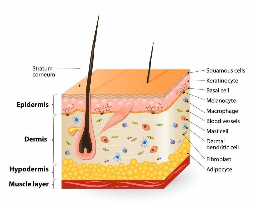 different cell types populating the skin