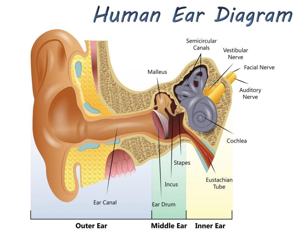 Diagrama do Ouvido Humano
