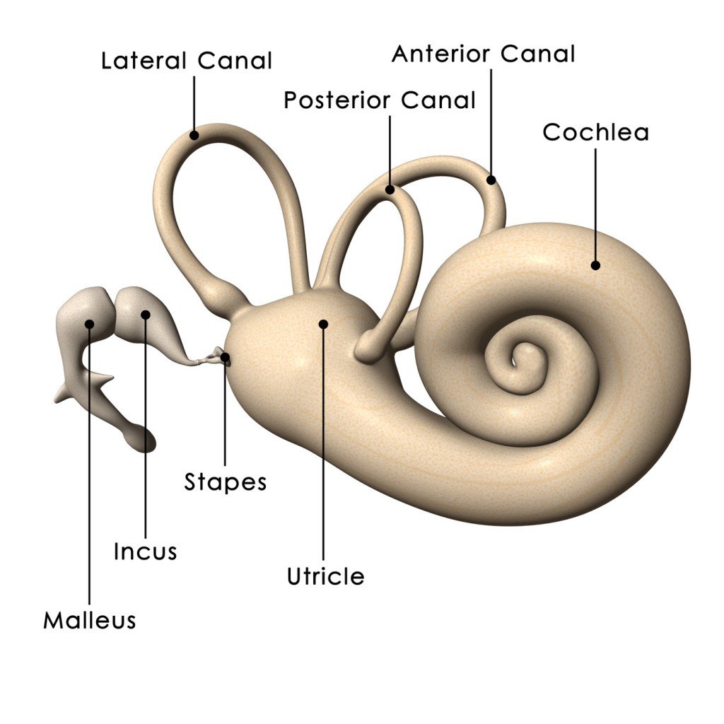 Human ear internal