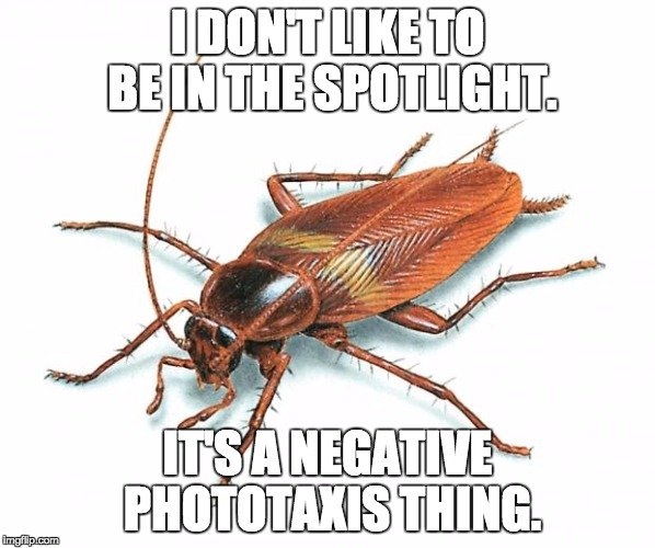 Why Are Bugs Attracted To Light?