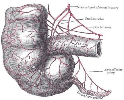 Cecumandappendix