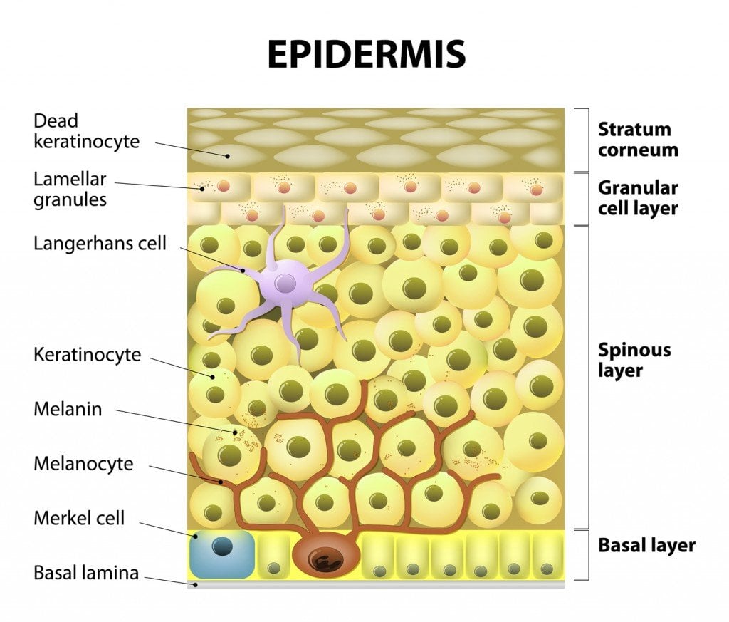 Melanocyte and Melanin Process (Photo Credit: designua / Fotolia)