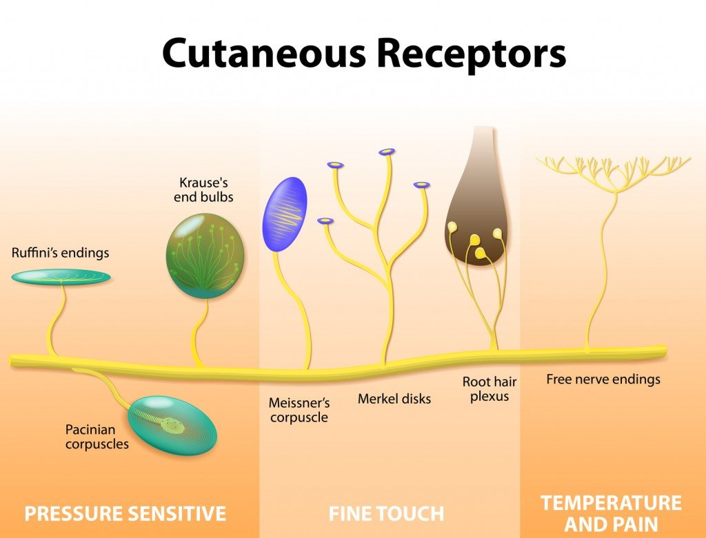 Various Nerve Fibers in the Skin (Photo Credit: designua / Fotolia)