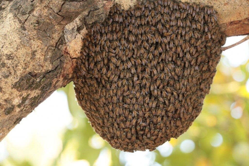 Honey bee swarm