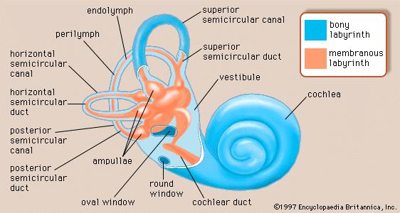 Inner-Ear