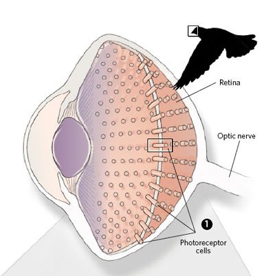 Simple Avian Eye Diagram (Photo Credit: www.the-scientist.com)