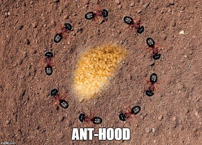 anthood meme