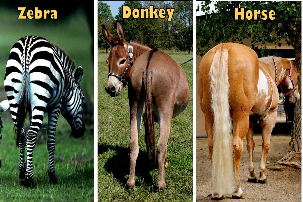 Zebra horse donkey Tails