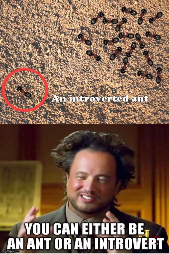 introvert ant meme