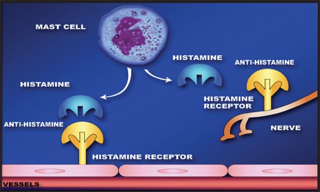 Antihistamine