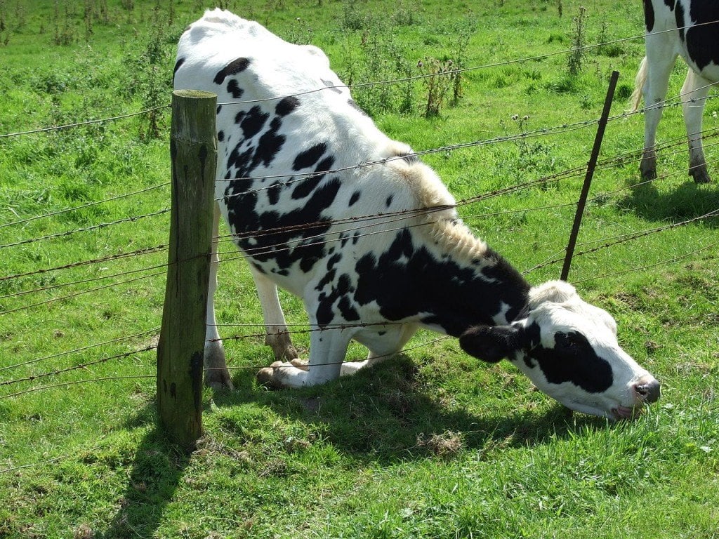 cow eating grass