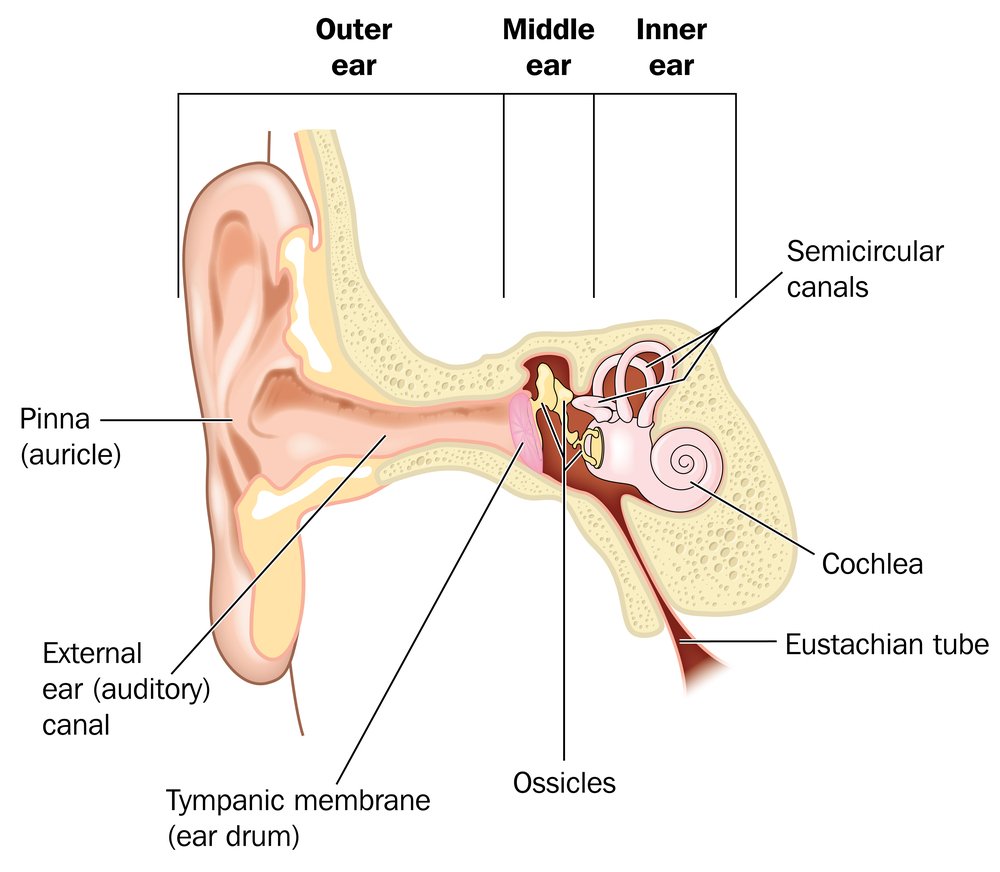 Basic anatomy of the ear, from the outer ear to the inner ear, showing the pinna, EAM, cochlea and eustachian tube. Created in Adobe Illustrator. Contains transparencies. EPS 10.