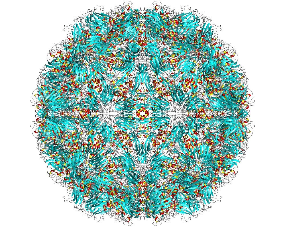 Pictoral representation of rhinovirus