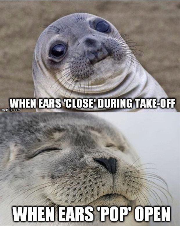 seal meme