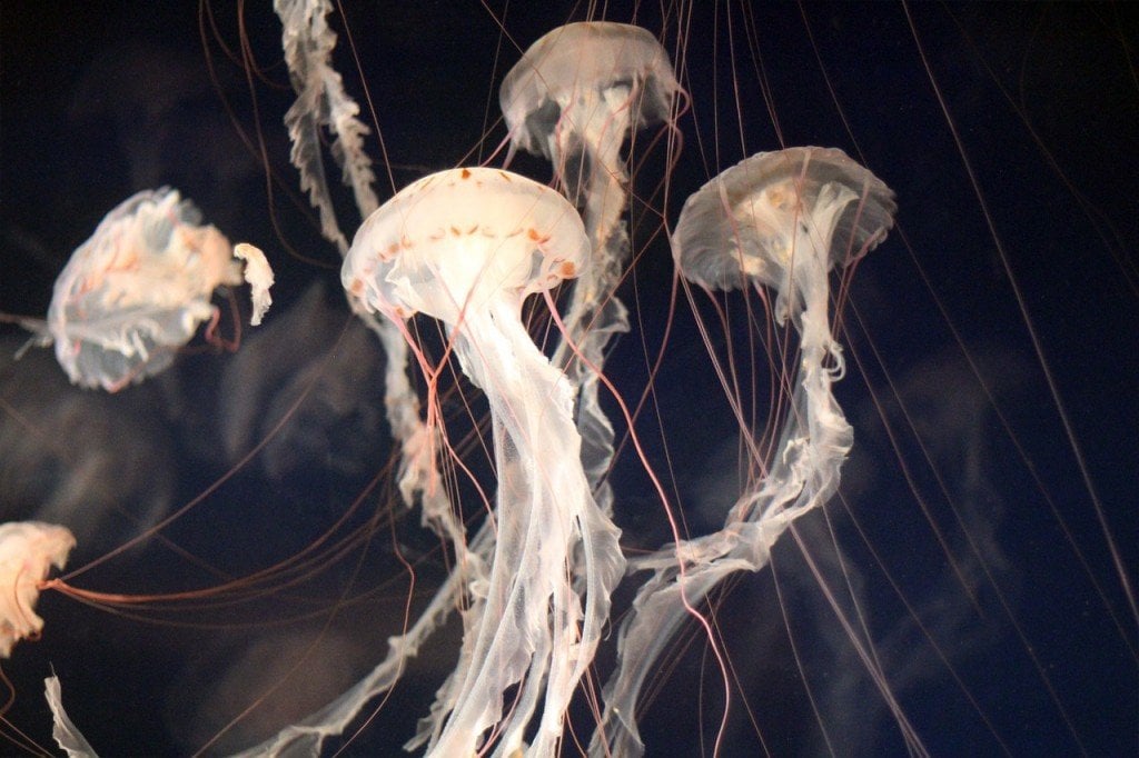 jellyfish