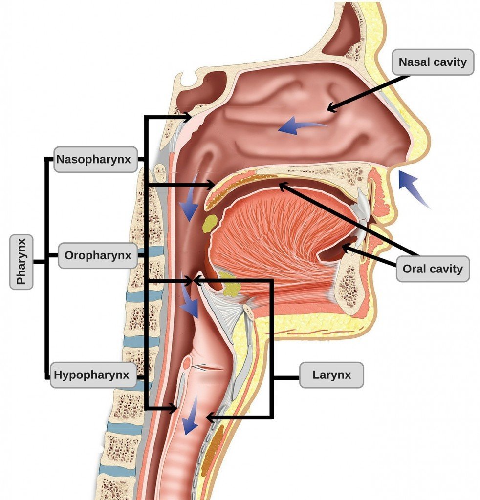 parts of the upper respiratory tract affected by common cold