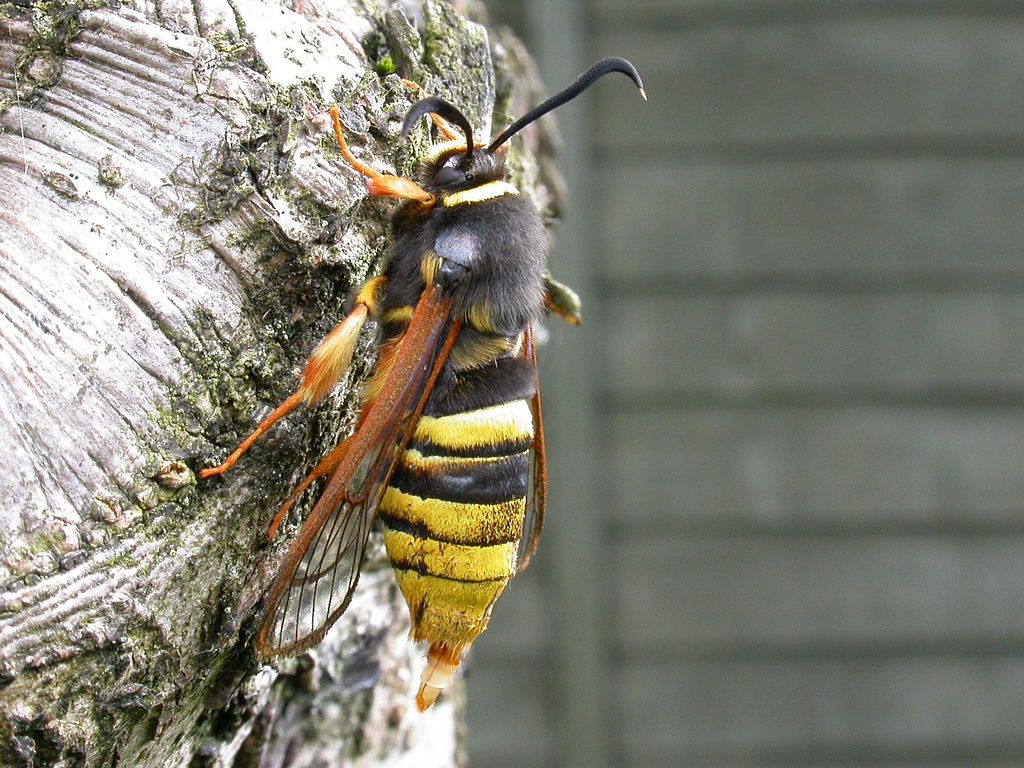 hornet moth