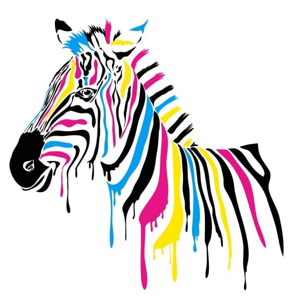 colorful zebra