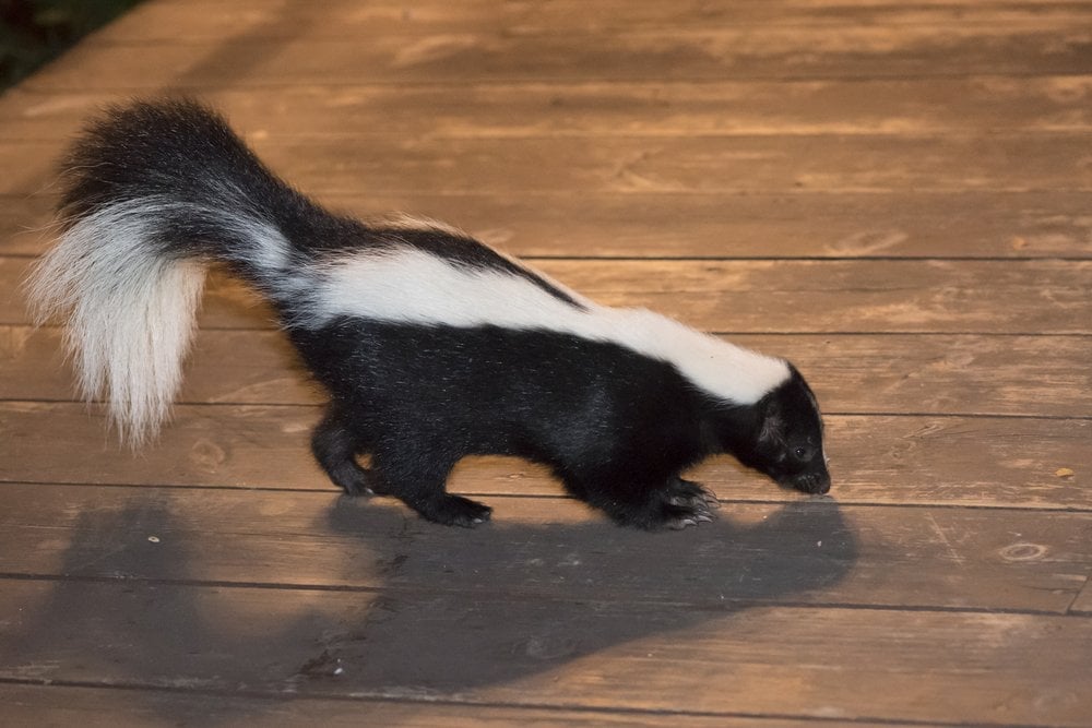 a skunk