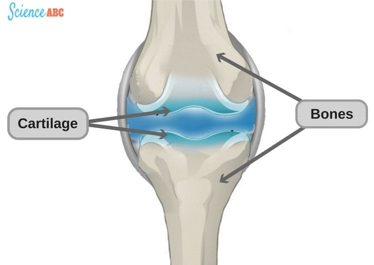 Cartilage-bones