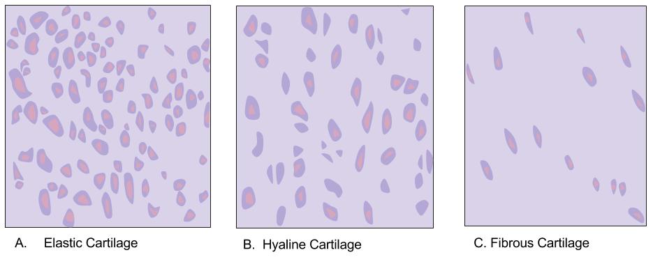 Cartilage types