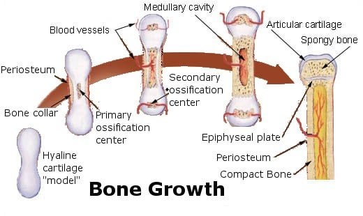 endochondral-ossification