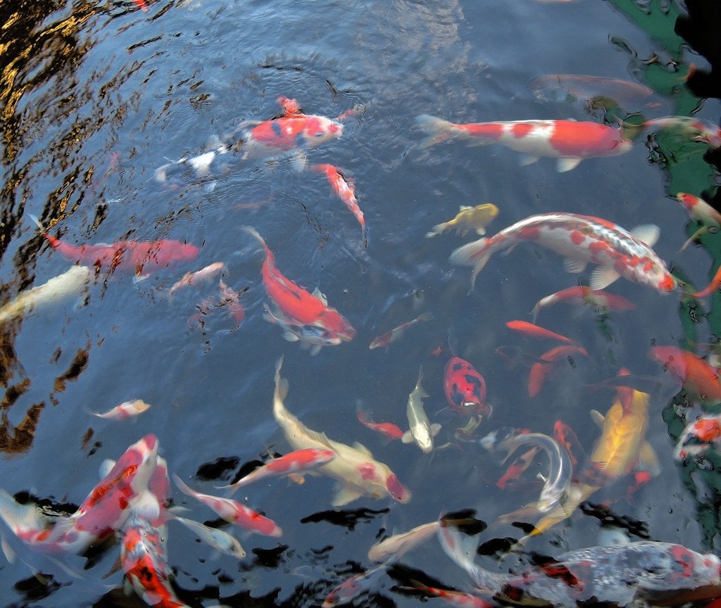 fish in pond