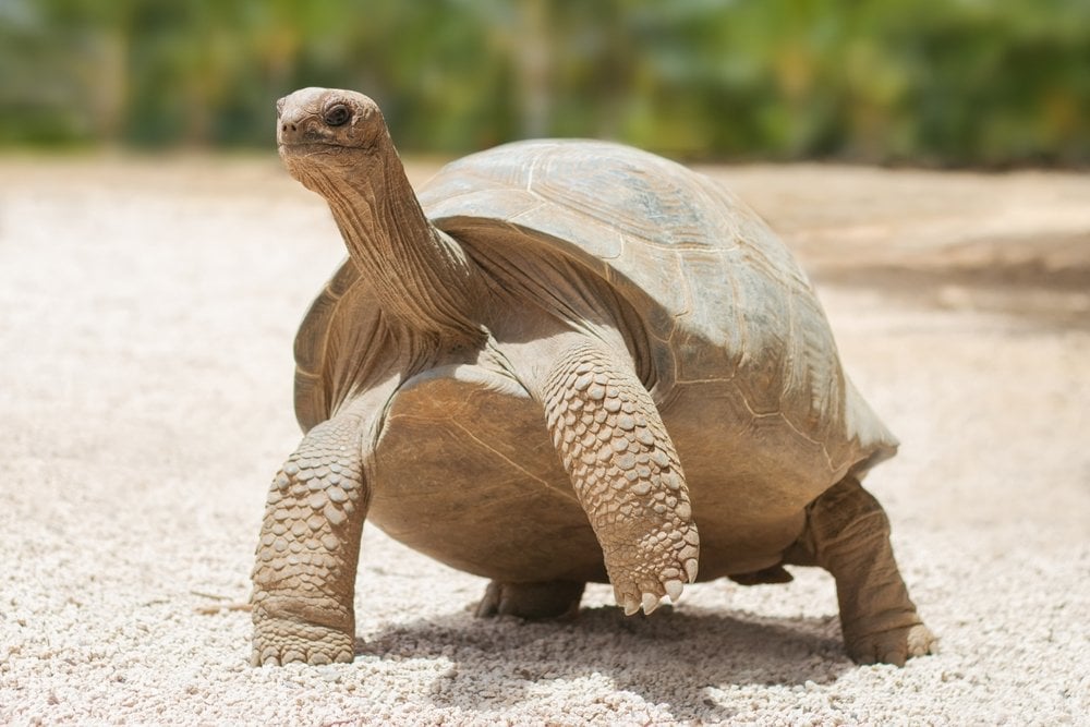 How Do Tortoises And Turtles Live For So Long? » Science ABC