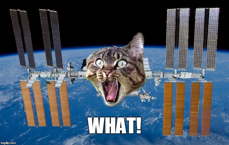 ISS Cat MEME