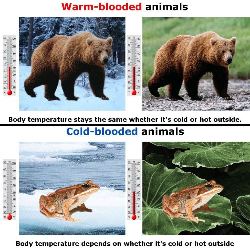 Warm & cold blooded animals body temprature