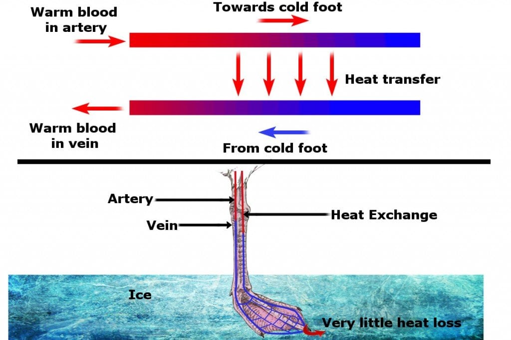Dird leg diagram