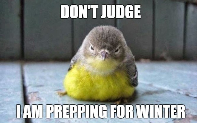 Fat bird meme