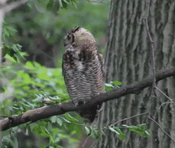 Owl fluffing up