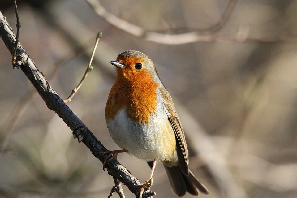 robin bird