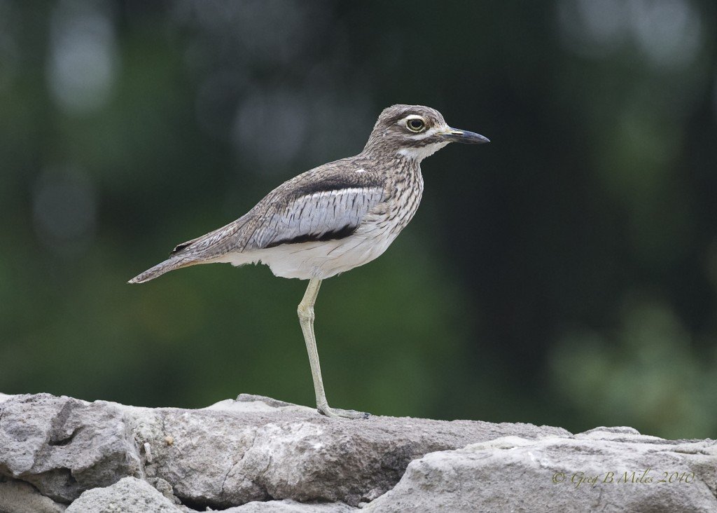 water-thick-knee-bird
