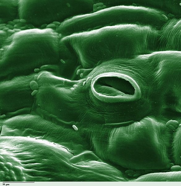 leaf-stoma