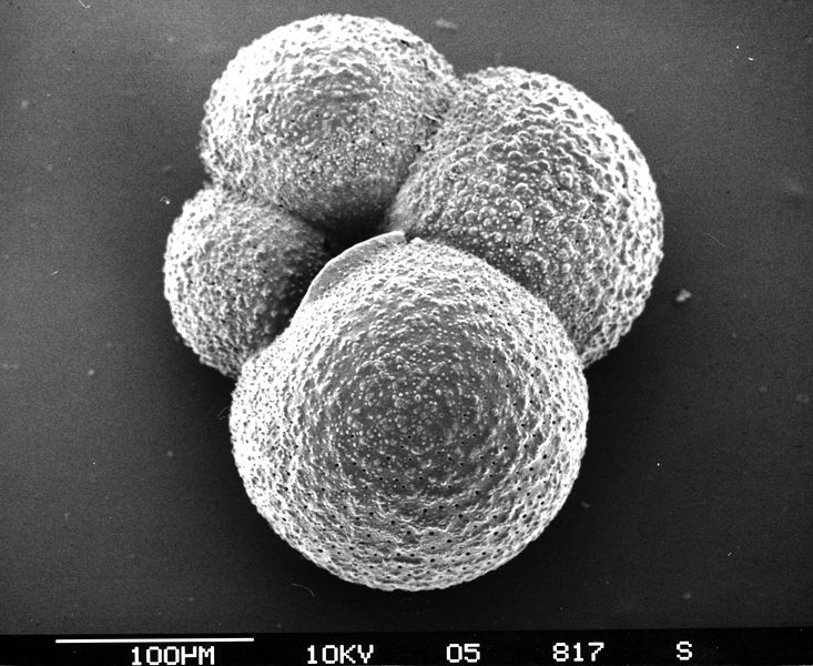 Microfossils from marine sediments