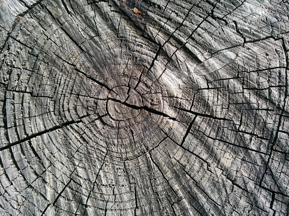 tree rings