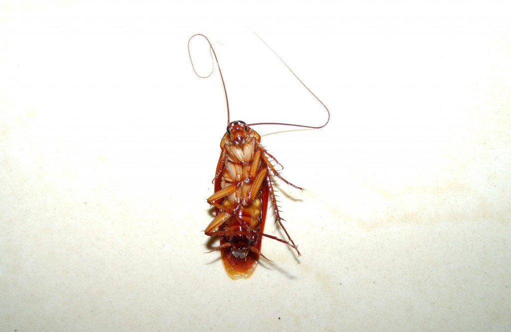 Dead Cockroach