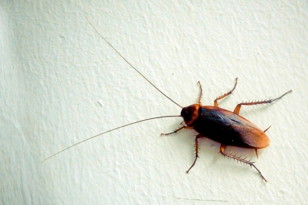 Cockroach on wall