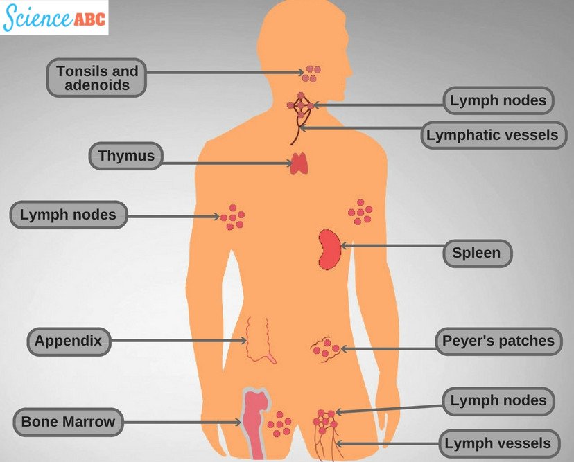 Parts of the immune system