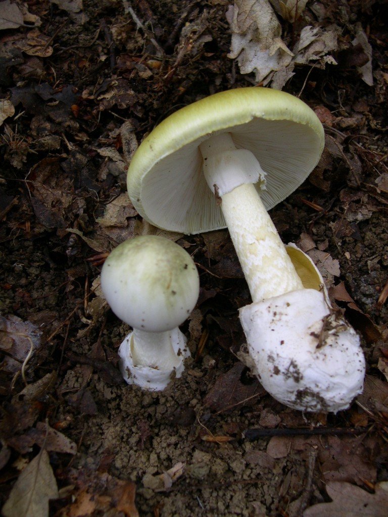 Amanita phalloides. Piacenza's mountains