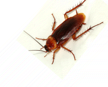 How Can A Cockroach Survive Without Its Head? » Science ABC