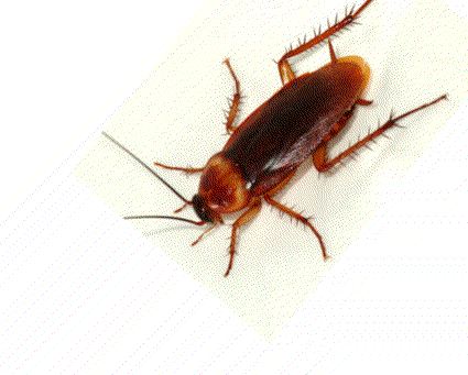 How Can A Cockroach Survive Without Its Head? » Science ABC How Can A Cockroach Survive Without Its Head? » Science ABC