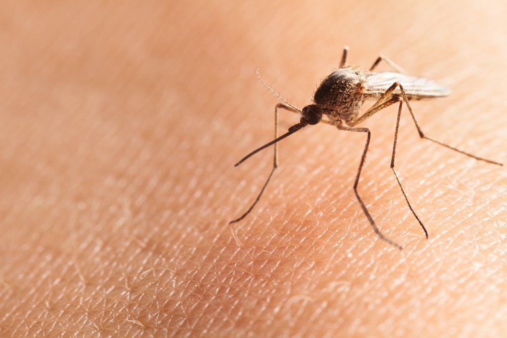 Macro shot of bloodsucker Northern house mosquito (Culex pipiens) sitting on human skin (Anest)