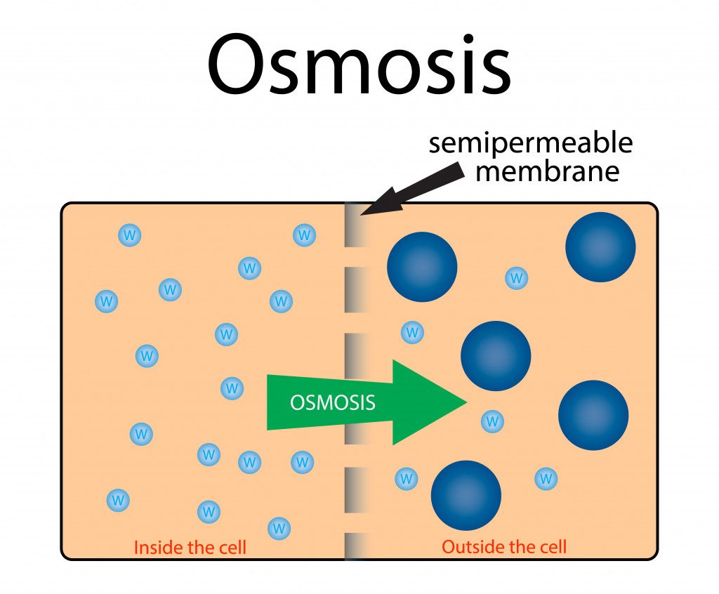 Osmose. Água passando por um diagrama de membrana semipermeável (Nasky) s