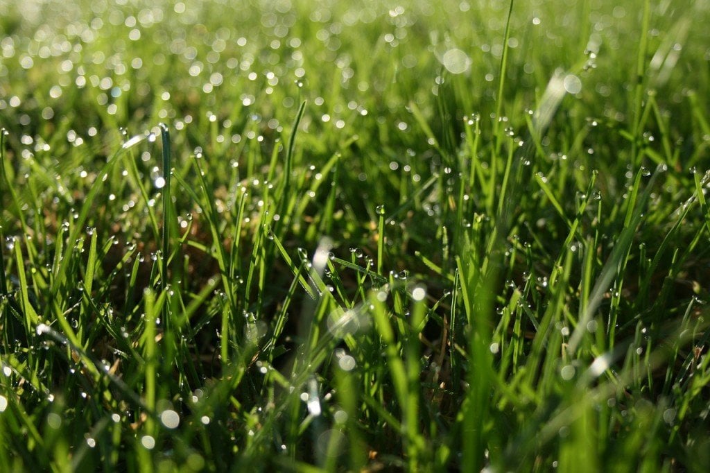 Water dropes on Green grass