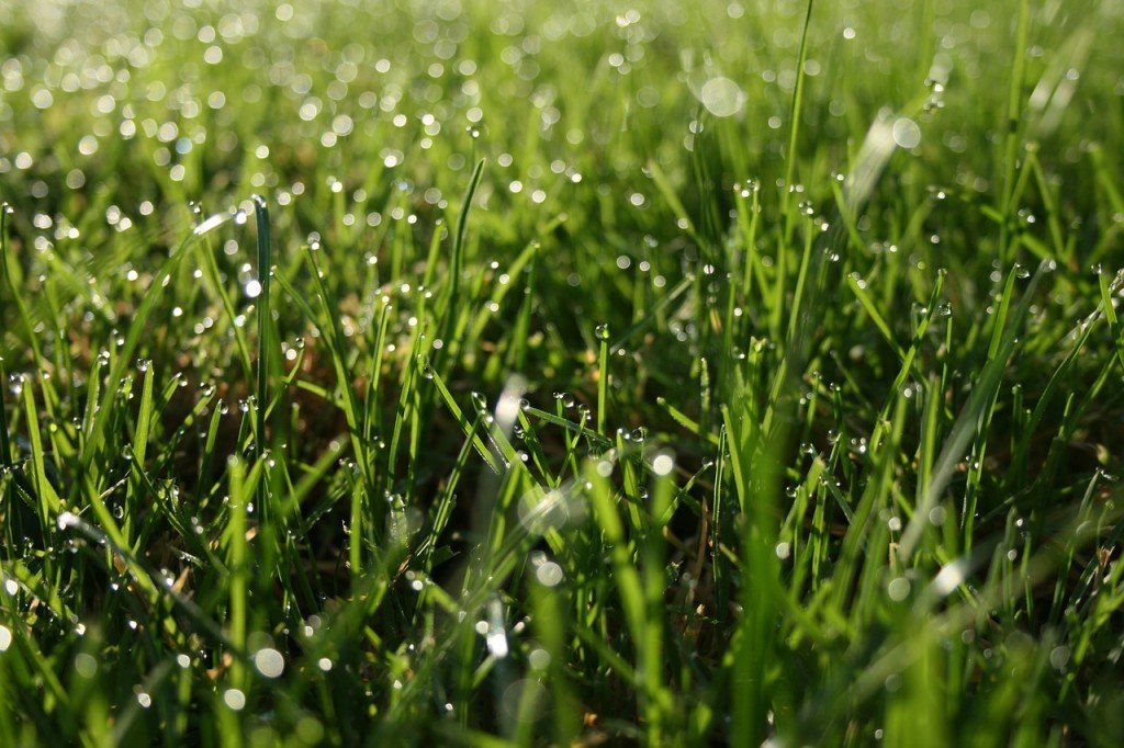 Water dropes on Green grass