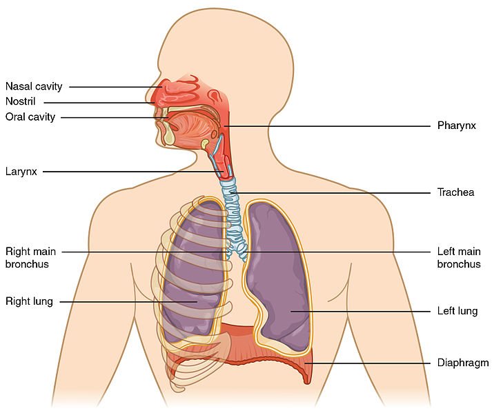 sistema respiratório