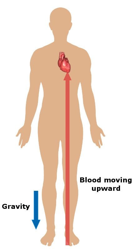 blood flow from feet diagram